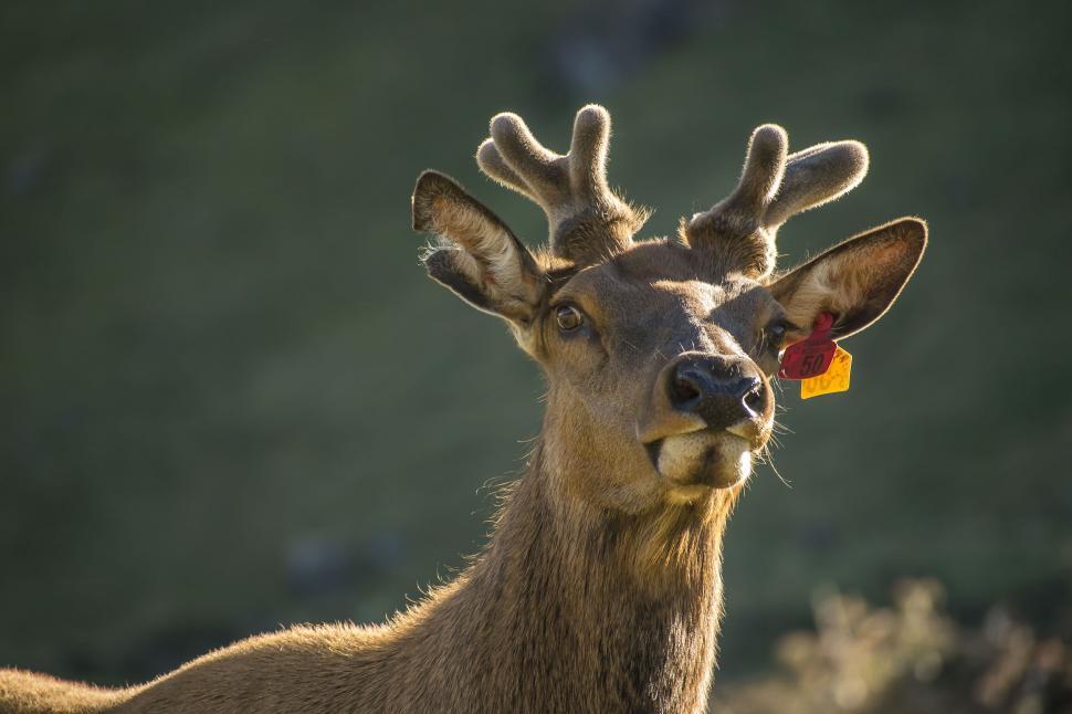 Free Image of A deer with antlers and a tag in its ear 