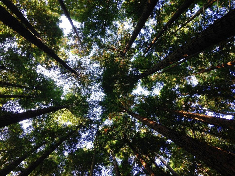 Free Image of Looking up view of trees in the forest 