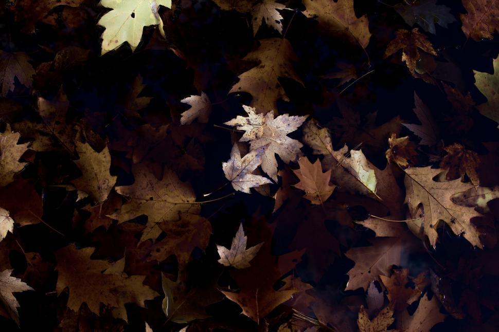 Free Image of A group of brown leaves 