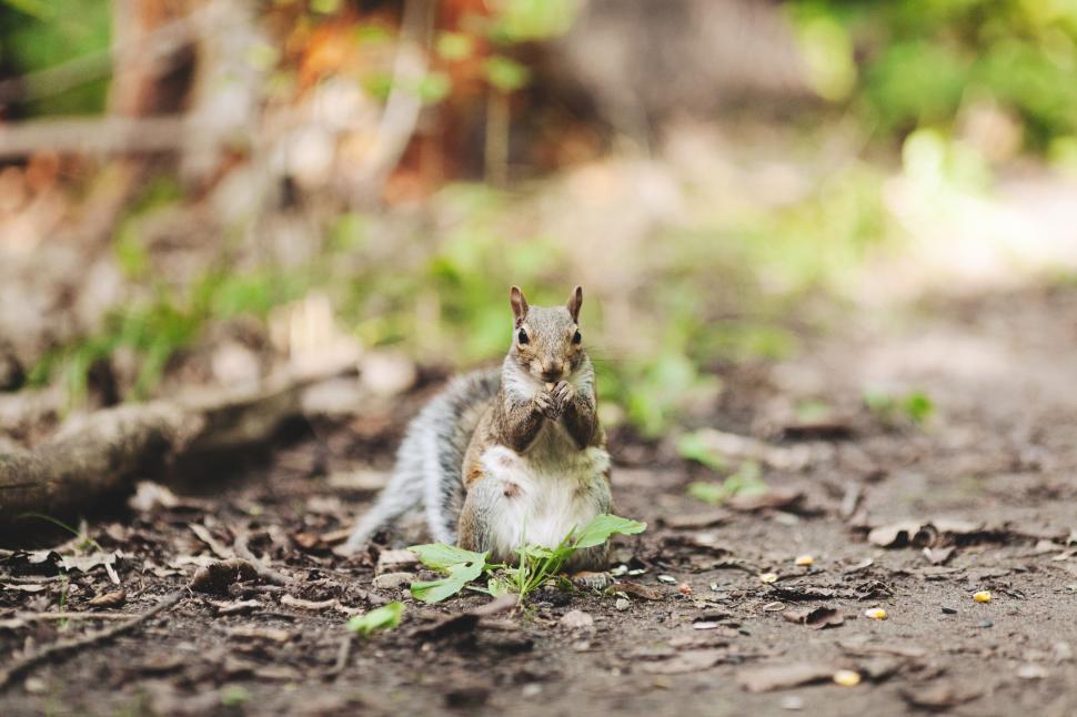 Free Image of A squirrel sitting on the ground eating nuts 