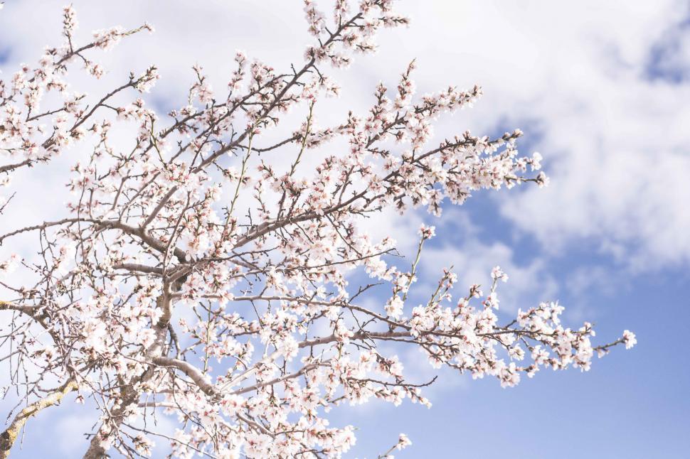 Free Image of White Flower Tree Against Blue Sky 