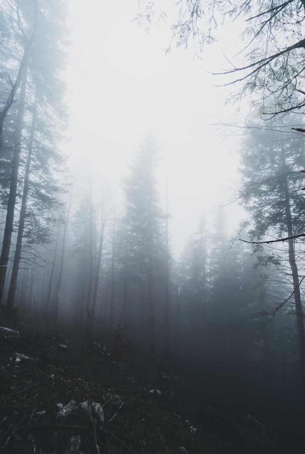 Free Image of A foggy forest with trees 