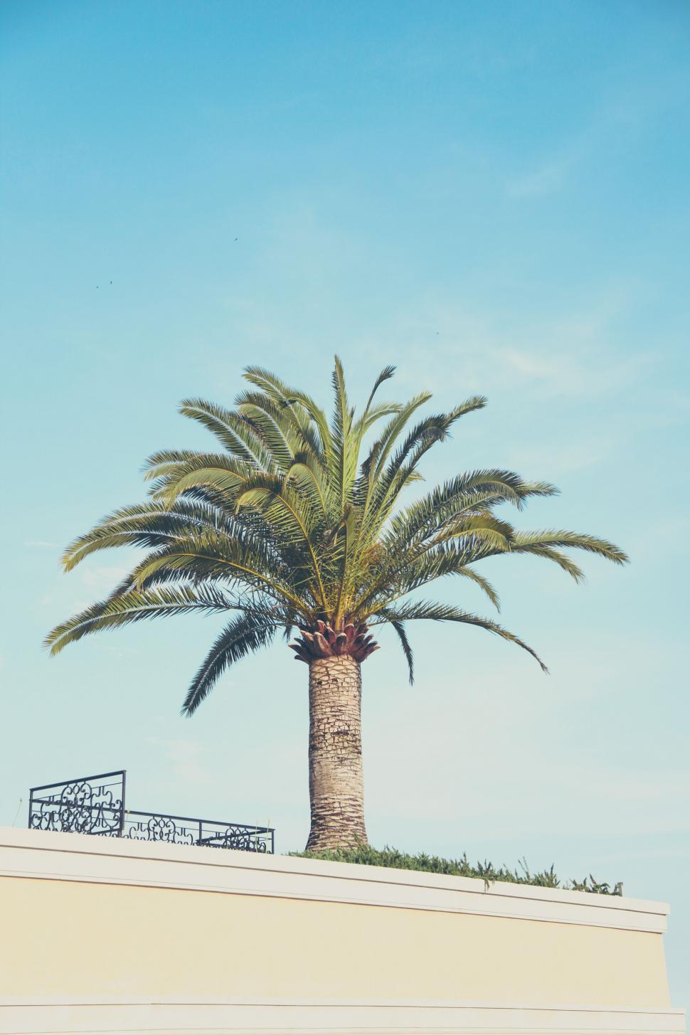 Free Image of A palm tree on a sunny day 