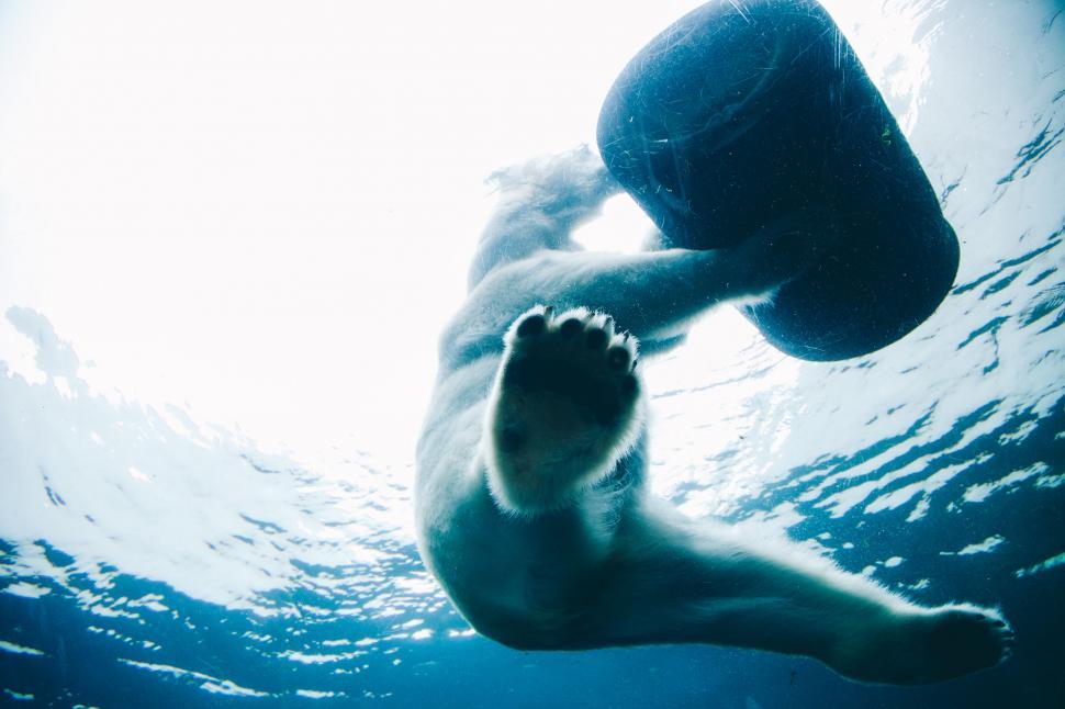 Free Image of A polar bear swimming with a buoy 