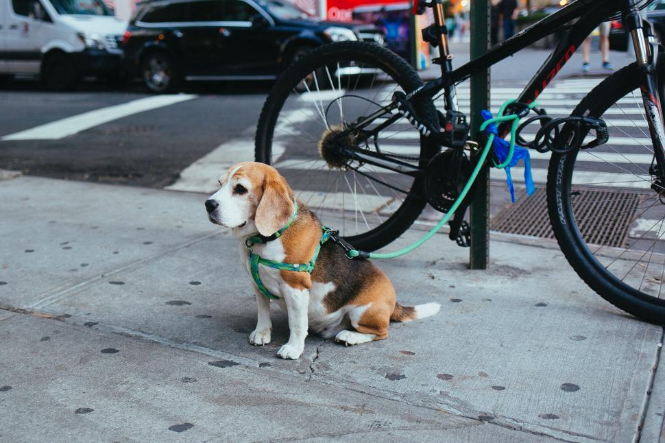 Free Image of A dog on a leash on a sidewalk 