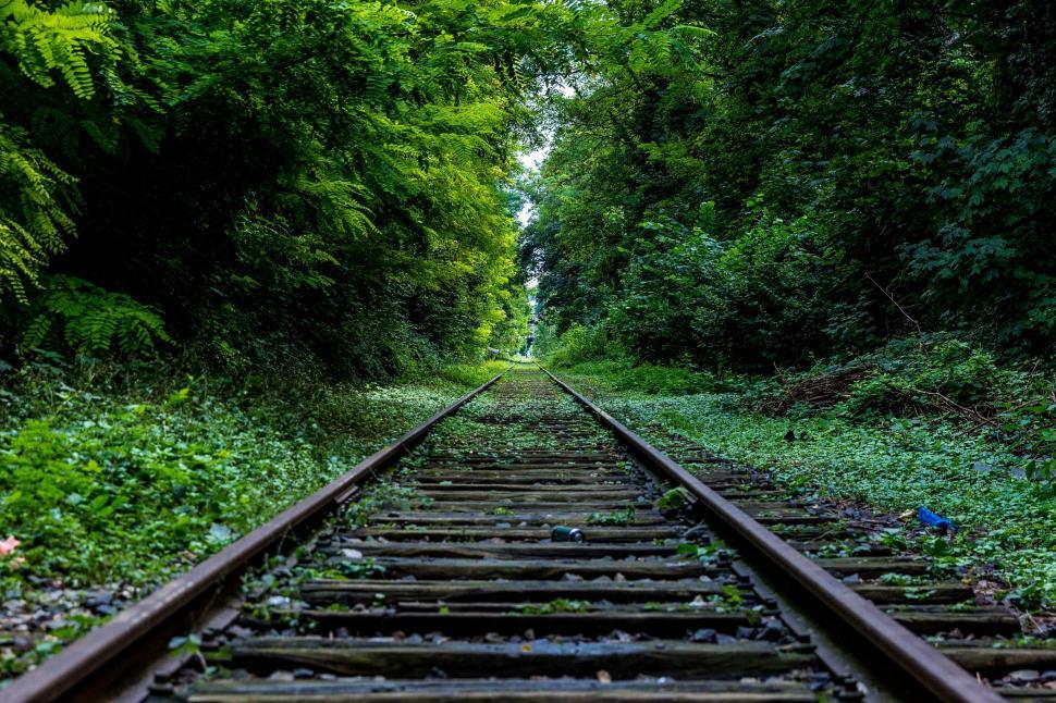 Free Image of Train tracks in a forest 