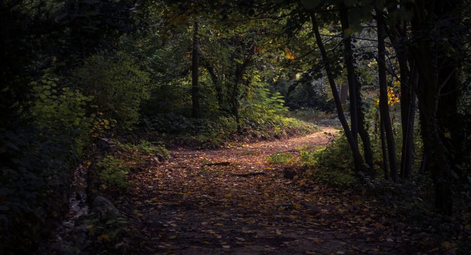 Free Image of A path through a forest 