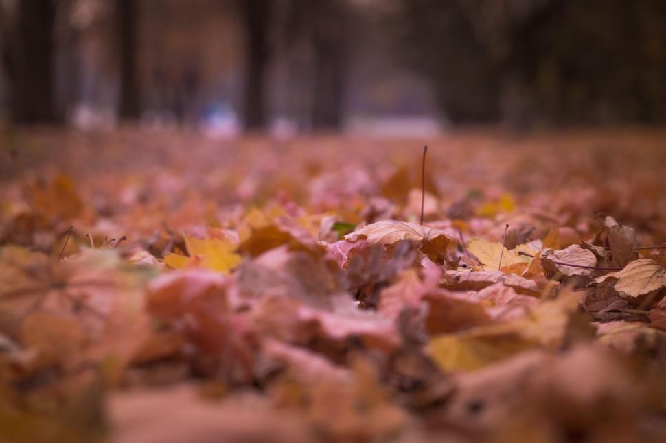 Free Image of A close up of leaves on the ground 