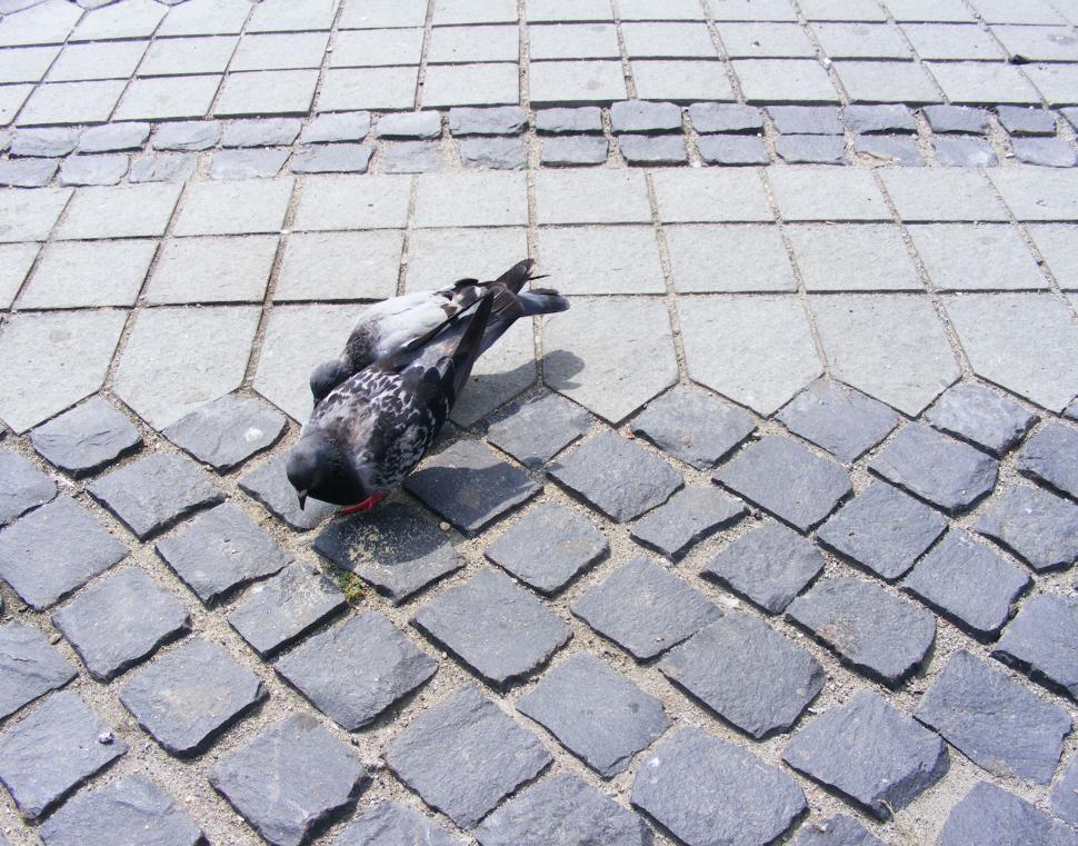 Free Image of Pigeons on the market in Sibiu, Romania 