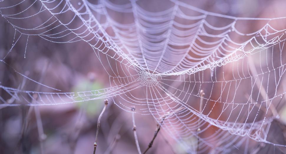Free Image of A spider web with dew on it 