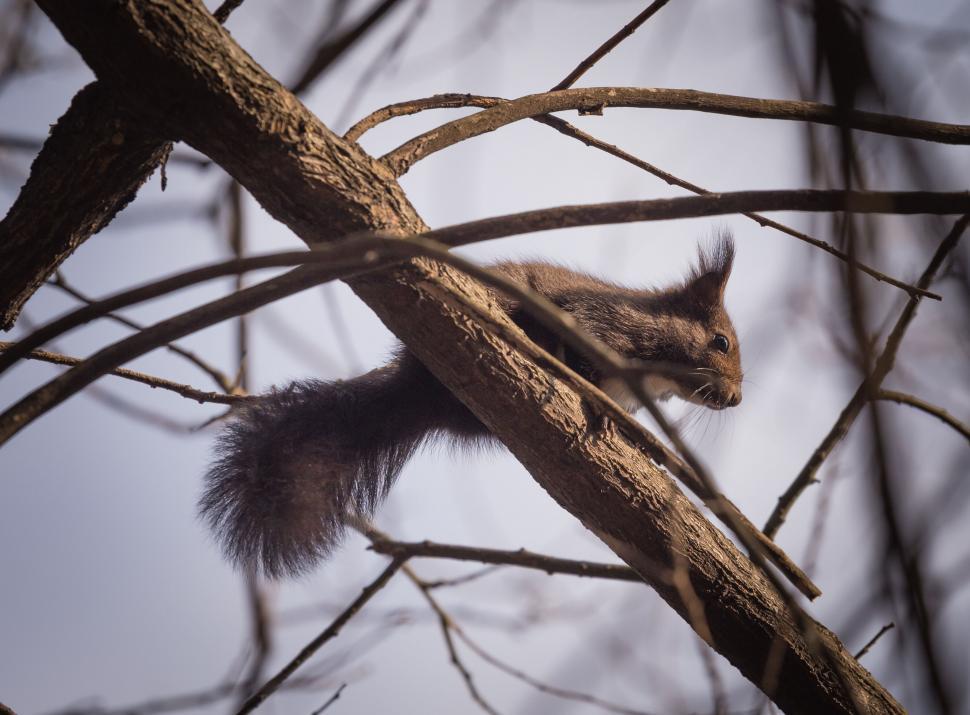 Free Image of A squirrel on a tree branch 