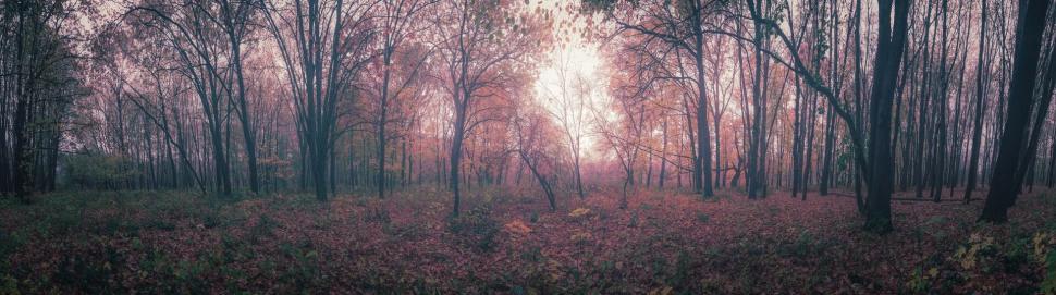 Free Image of A forest with pink leaves 