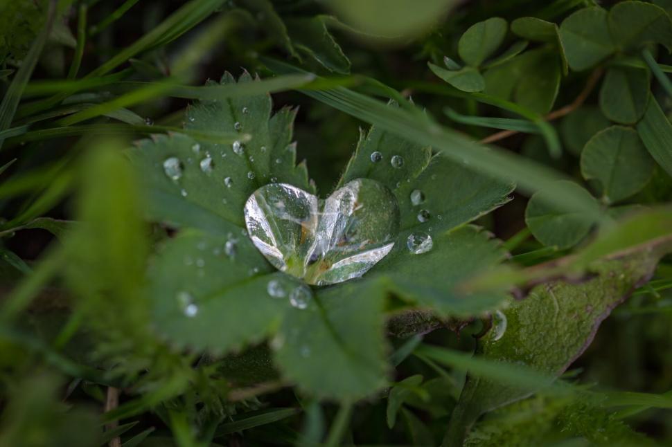 Free Image of A water droplets on a leaf 