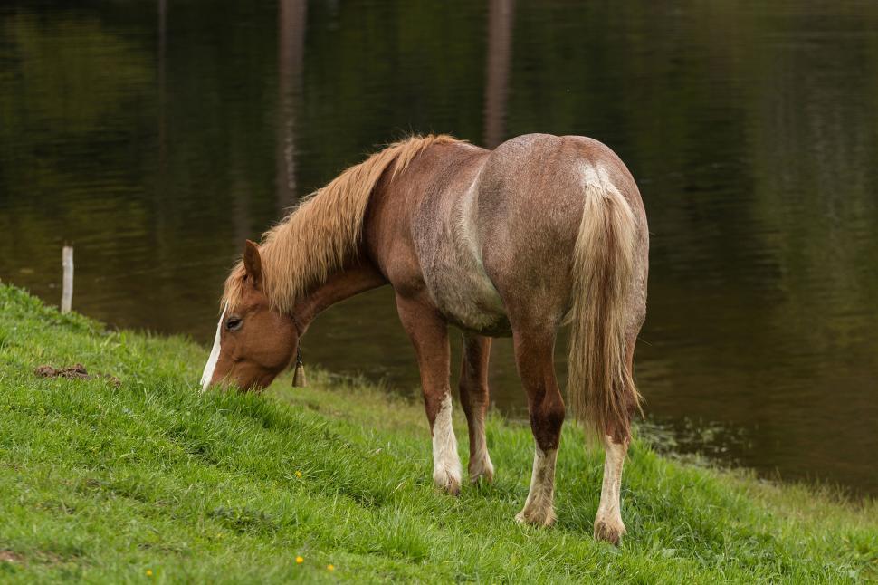 Free Image of A horse eating grass by water 