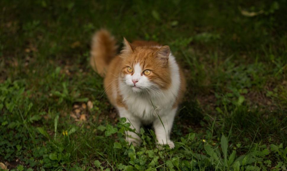 Free Image of A cat standing in grass 
