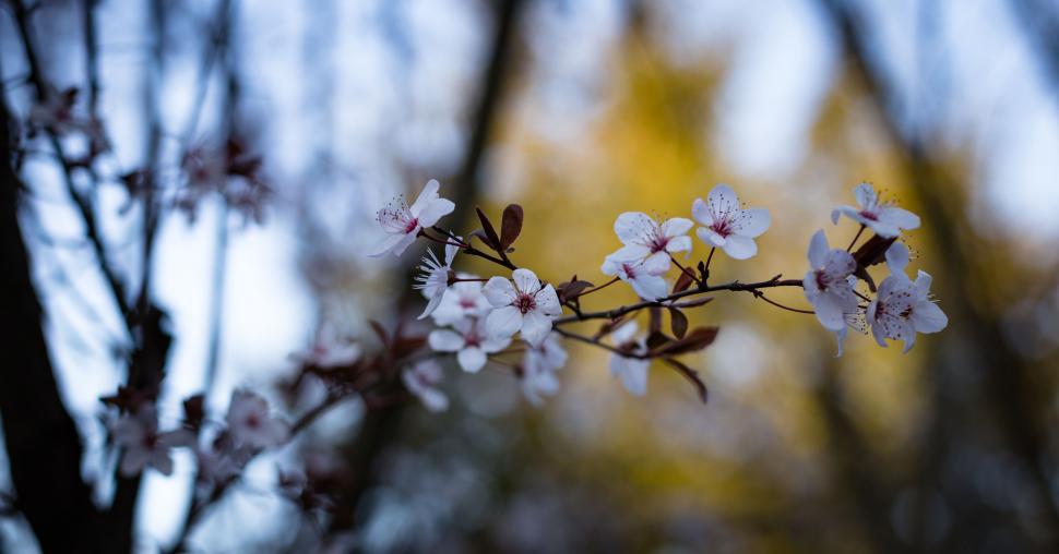 Free Image of A close up of a branch with white flowers 