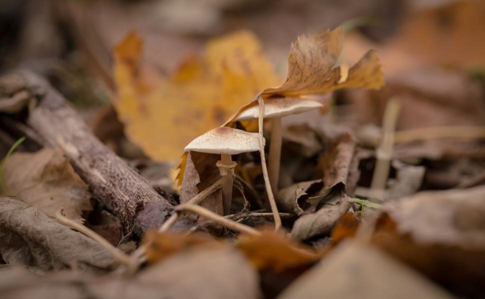 Free Image of Mushrooms growing in the leaves 