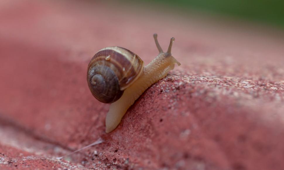 Free Image of A snail on a brick surface 