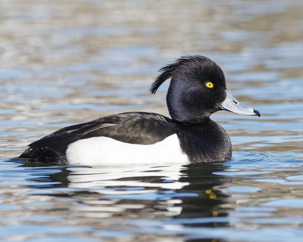 Free Image of Tufted Duck 