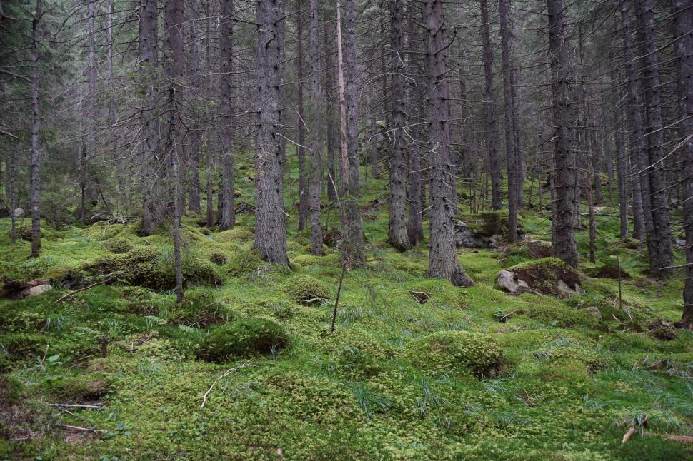 Free Image of A forest with moss covered ground 