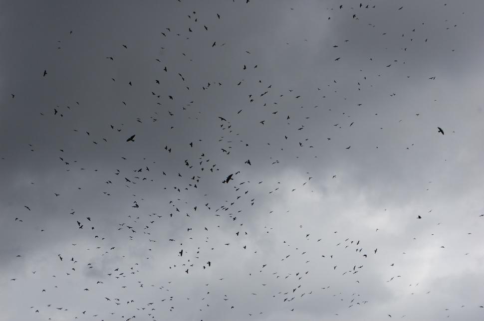 Free Image of A large flock of birds in the sky 