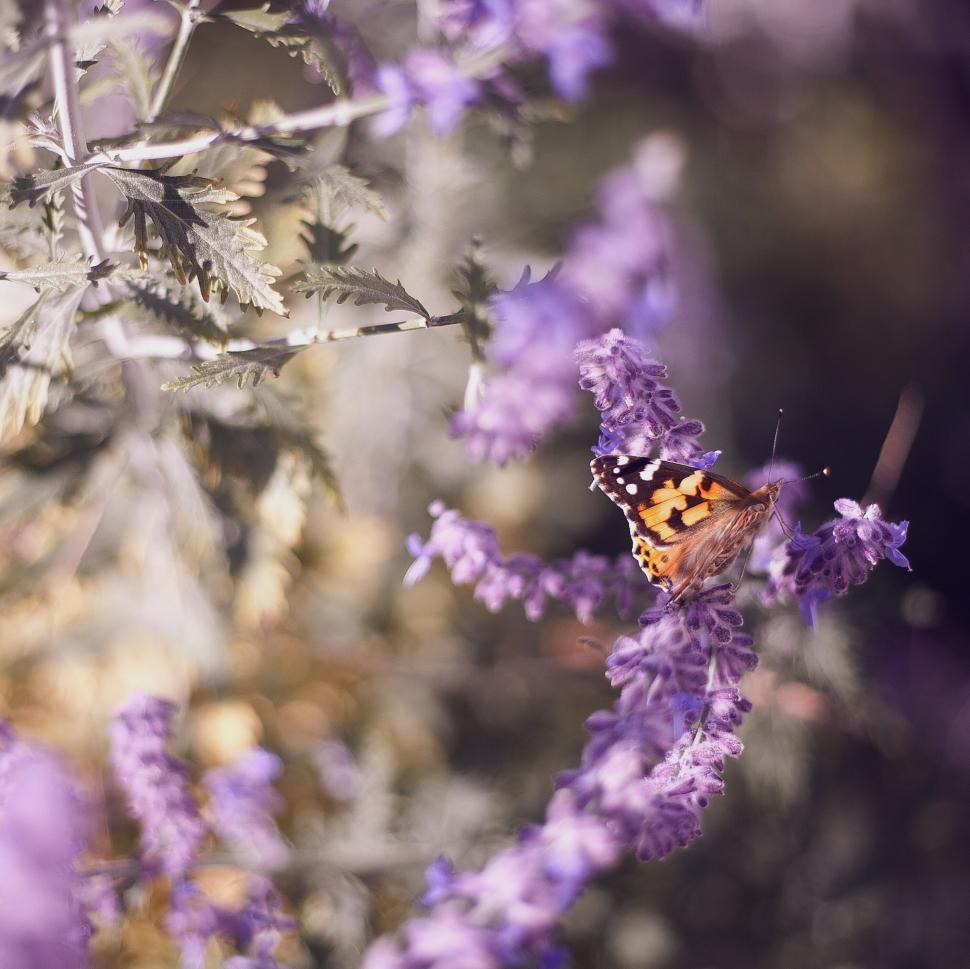 Free Image of A butterfly on a flower 
