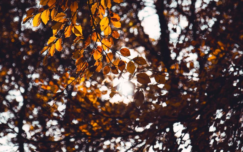 Free Image of A tree with orange leaves 
