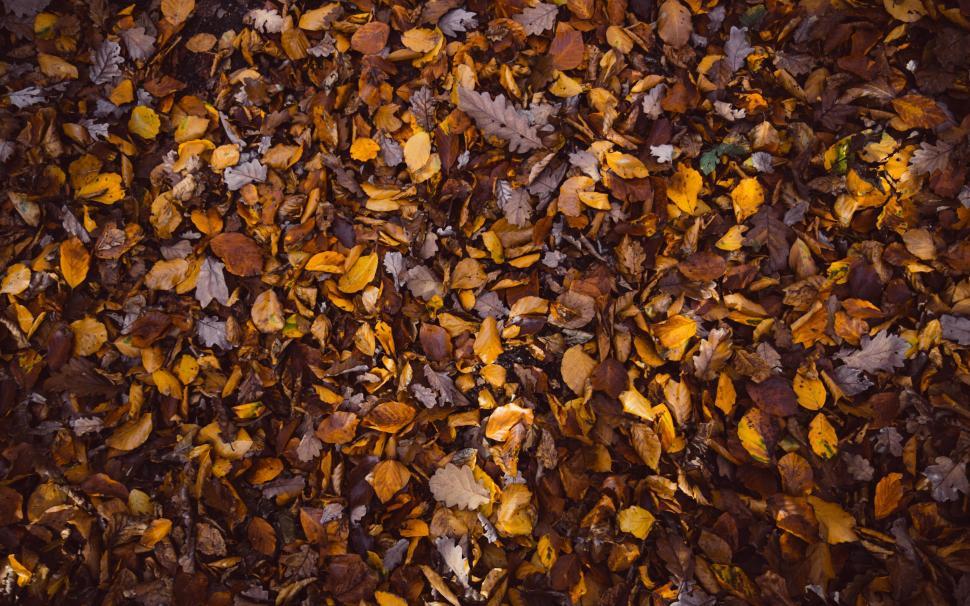 Free Image of A pile of brown and yellow leaves 