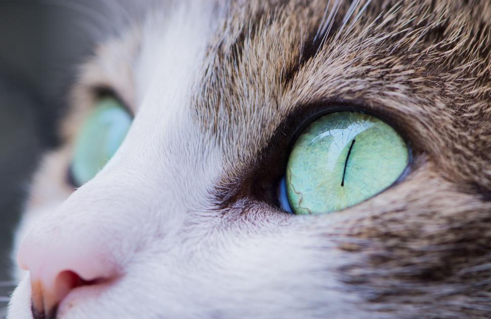 Free Image of A close up of a cat s eyes 