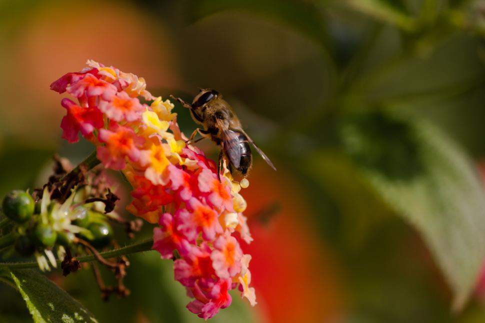 Free Image of A bee on a flower 