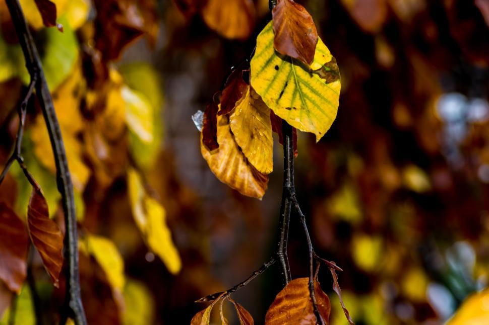 Free Image of A close up of leaves on a tree 