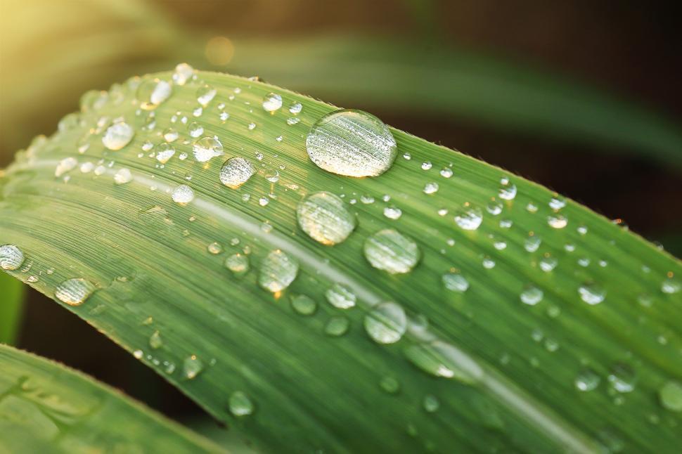 Free Image of Water droplets on a leaf 