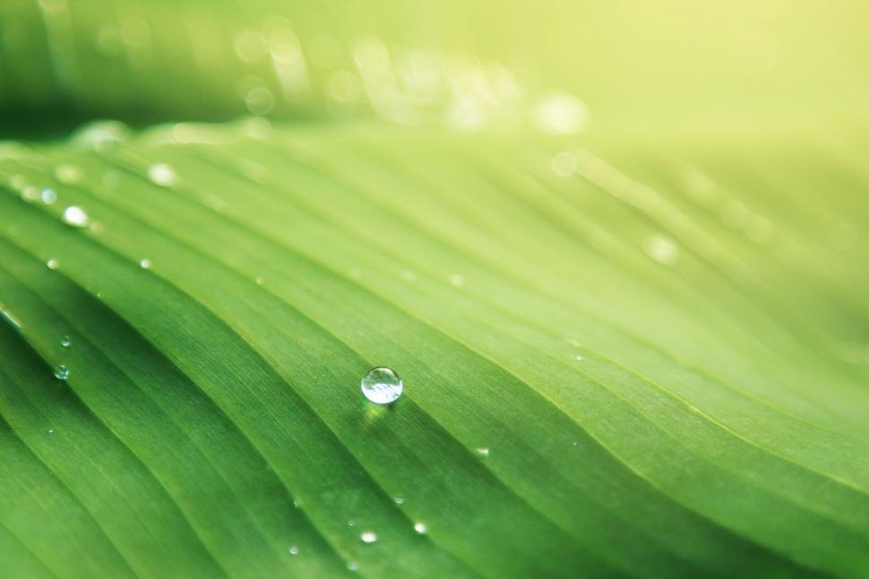 Free Image of A water drop on a leaf 