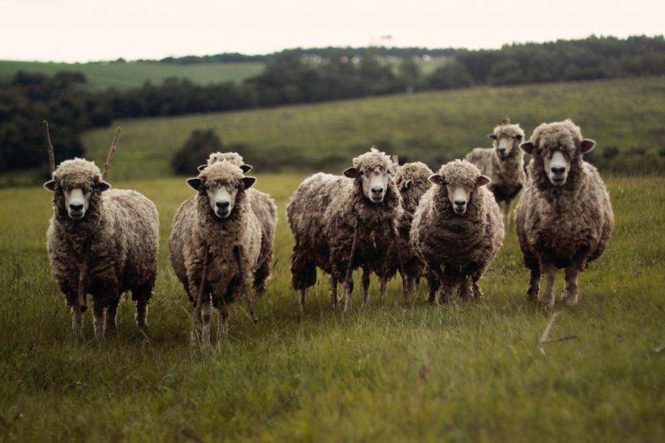Free Image of A group of sheep in a field 