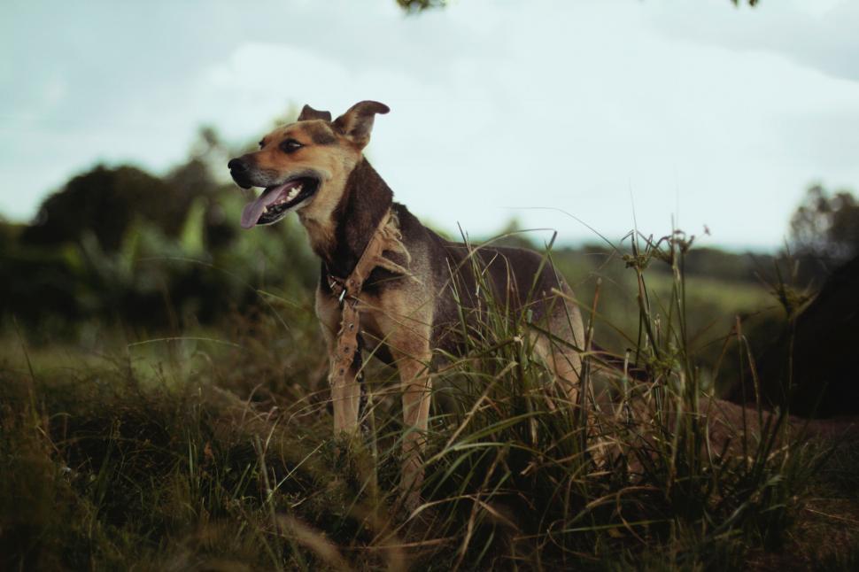 Free Image of A dog standing in tall grass 