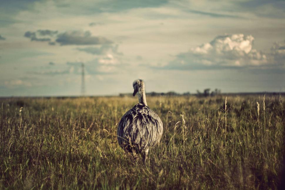 Free Image of A bird standing in a field 