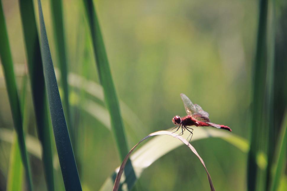 Free Image of A dragonfly on a blade of grass 