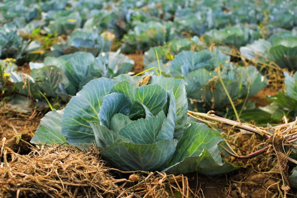 Free Image of A cabbage growing in a field 