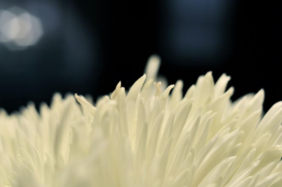 Free Image of A close up of a white flower 