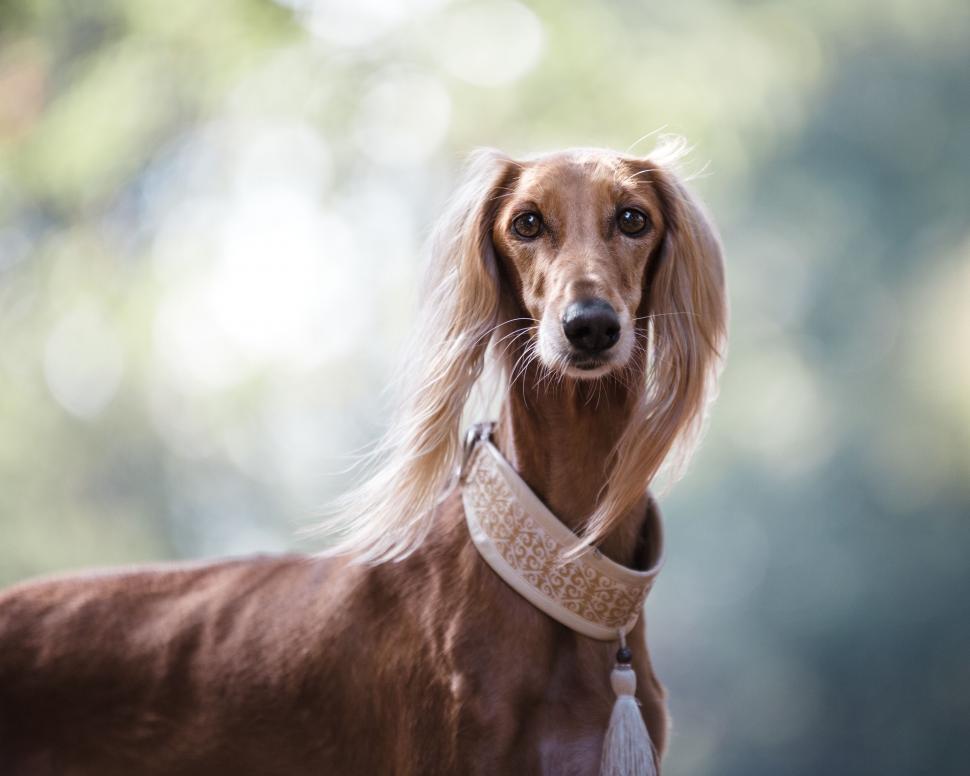 Free Image of A dog with long hair and a collar 