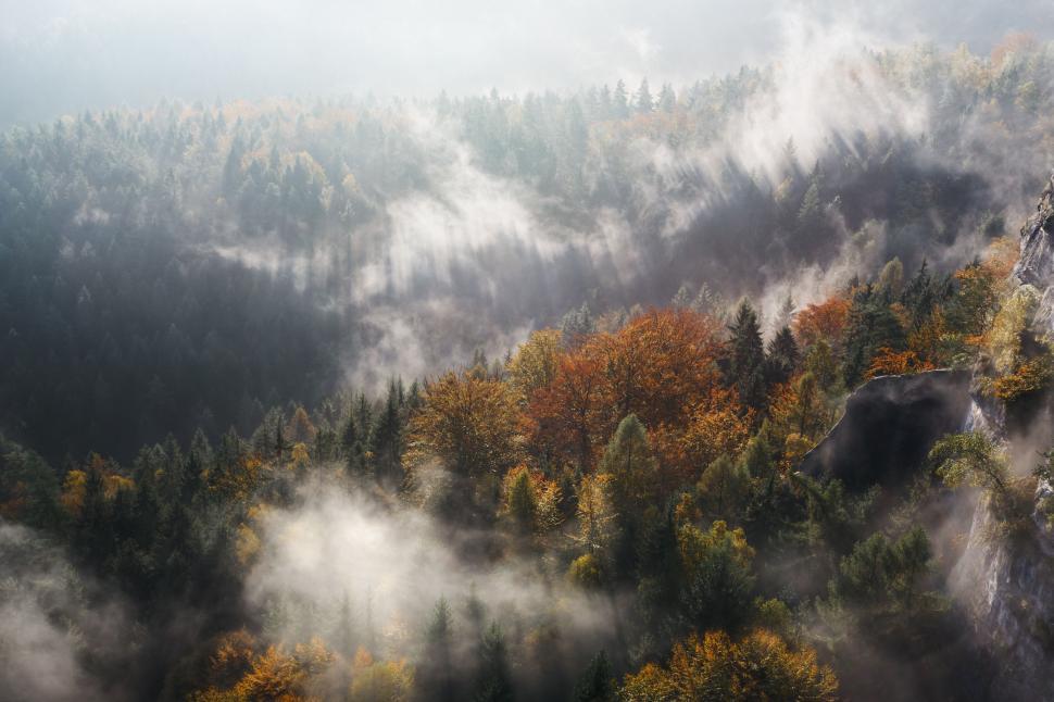 Free Image of A foggy forest with trees and clouds 
