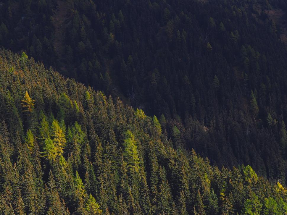 Free Image of A forest of trees on a hill 
