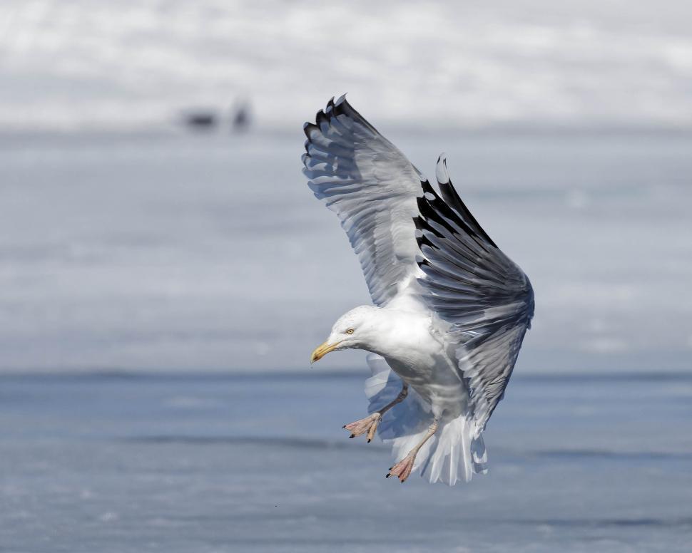Free Image of Seagull landing 