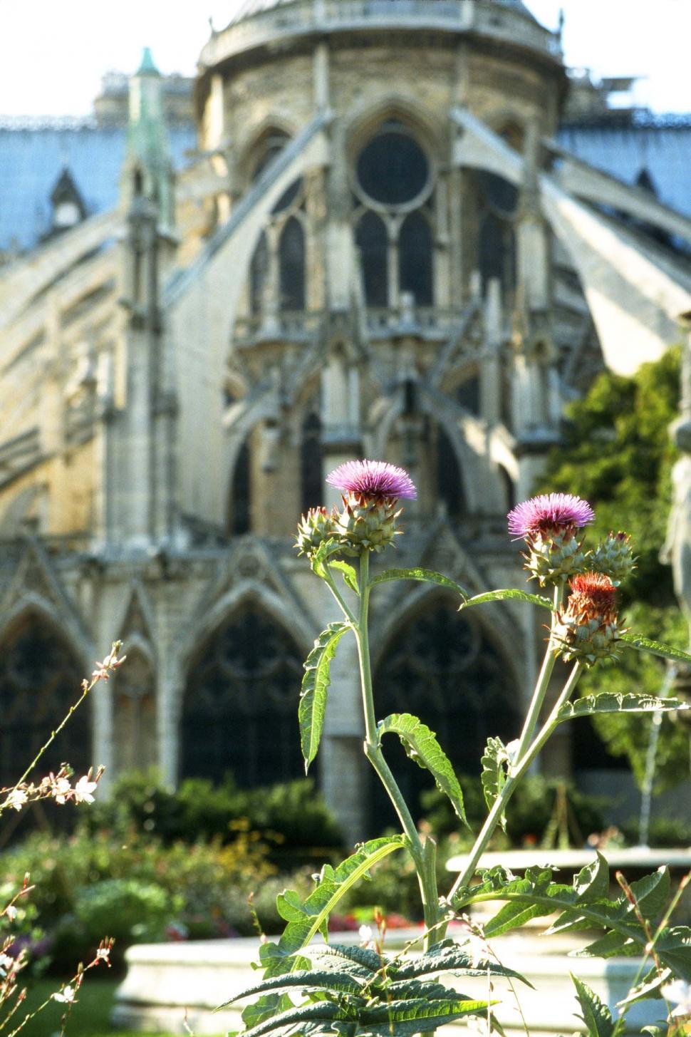 Free Image of Thistles Outside Notre Dame 