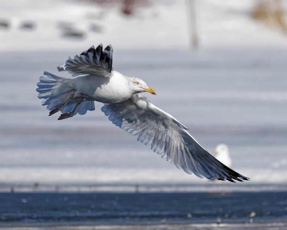 Free Image of Seagull in flight 