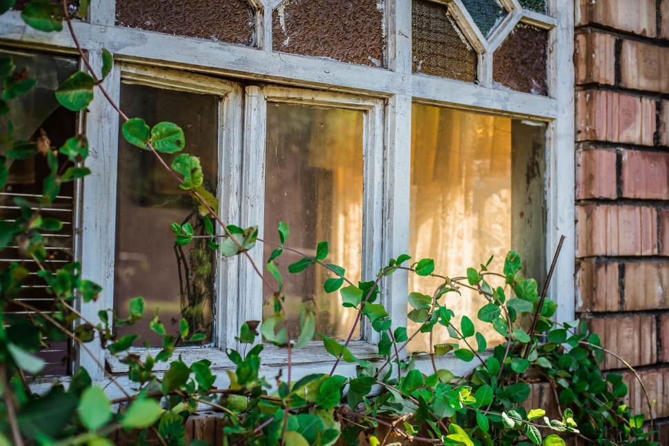 Free Image of A window with green leaves 