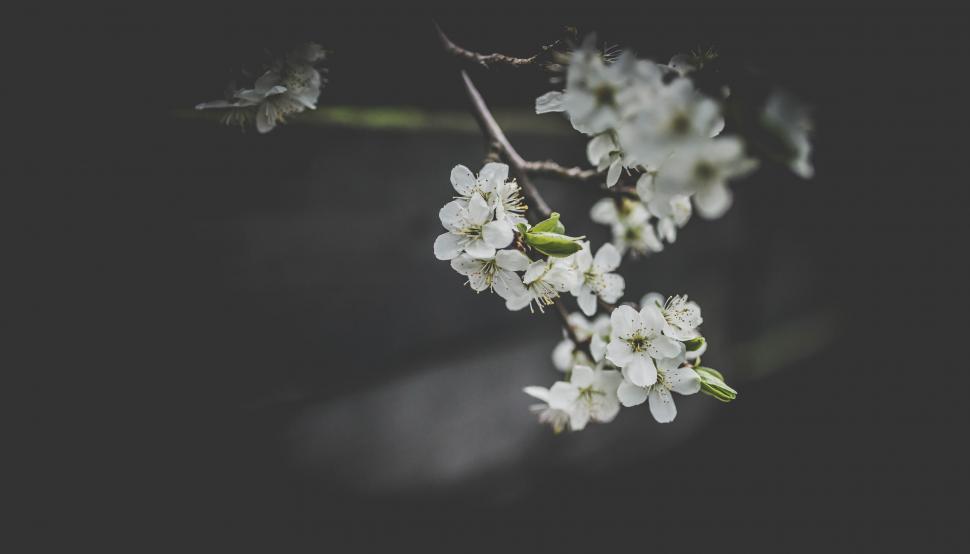 Free Image of A close up of a branch with white flowers 