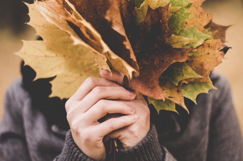 Free Image of A person holding a bunch of leaves 