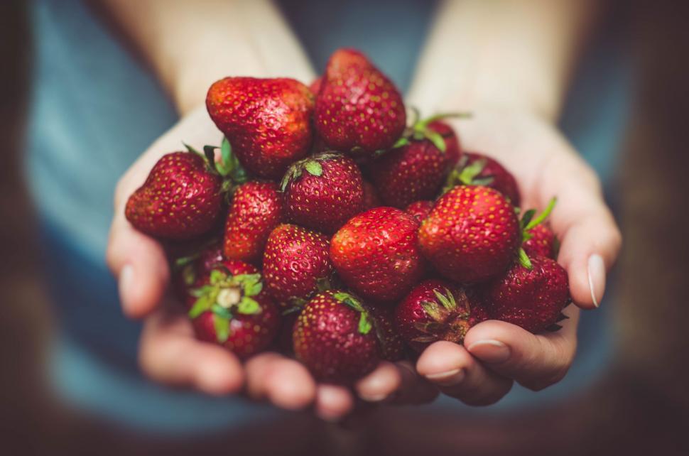 Free Image of A person holding a pile of strawberries 
