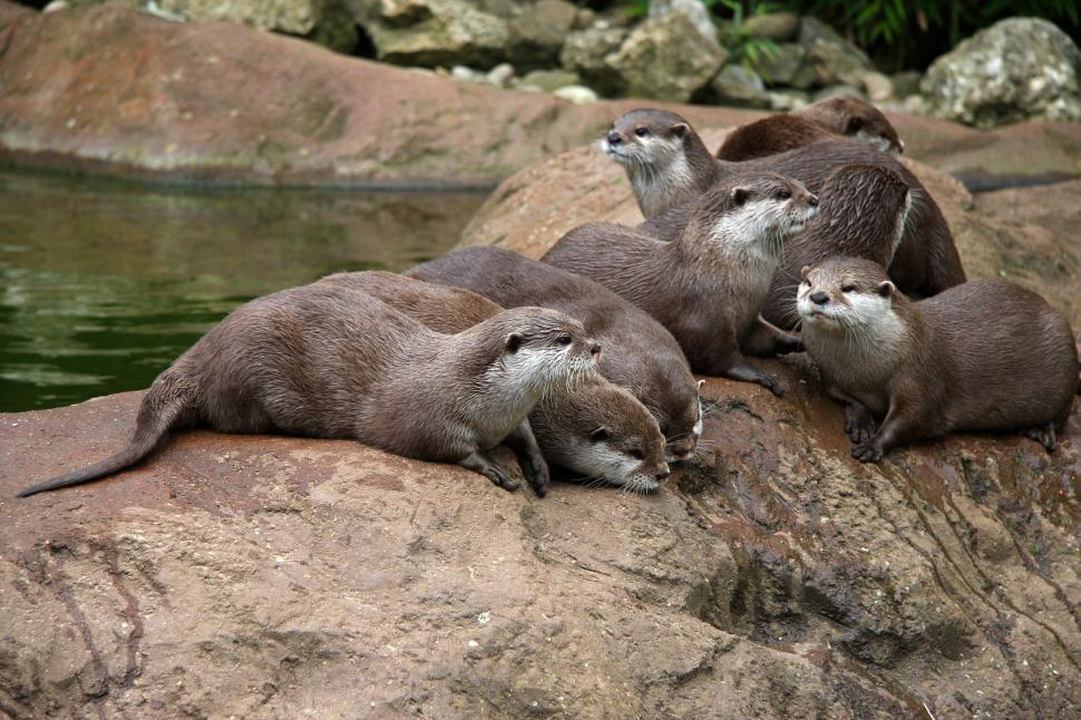 Free Image of Otters 